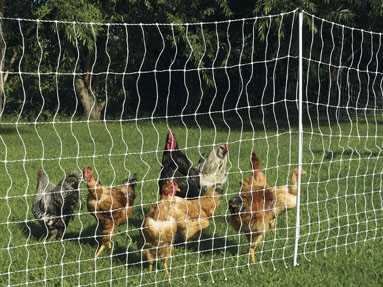 chicken electric poultry netting